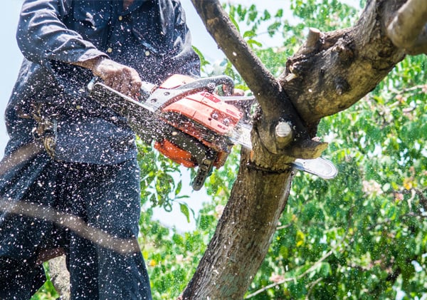 man uses chainsaw cut the tree
