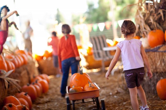 pumpkin-w640.jpg pumpkin-w640.jpg